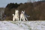 SIBERIAN HUSKY 440